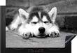 Merkloos KitchenYeah® Inductie beschermer 77x51 cm - Husky puppy slaapt - zwart wit - Inductie kookplaat accessoire