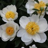 Arborix Paeonia 'Jan Van Leeuwen' Tuinpioen pot 9x9cm