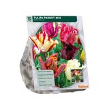 Baltus Tulipa Parkiet mix 10 stuks bloembollen