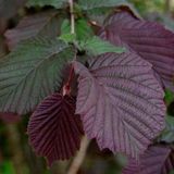 Corylus Maxima 'Purpurea' - Noisetier pourpre 60-80 cm en pot
