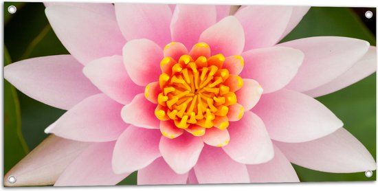 Merkloos / Sans marque Tuinposter Roze Lotus Bloem - 100x50 cm - Wanddecoratie voor Buiten