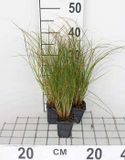 GRDplanten Carex 6x Oranjezegge - Test de Carex. Prairie Fire' | 9x9 cm pot