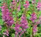 Griffioen Astilbe chinensis Pumila Griffioen