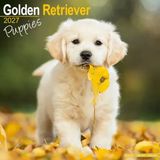 Avonside Golden Retriever Kalender Puppies 2027