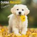 Avonside Golden Retriever Kalender Puppies 2027