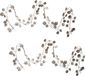 Othmar Decorations Bv 2x Kerstboom guirlandes/slingers met bladeren champagne 200 cm