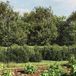 Grillage de jardin anthracite avec bride 1,6x10 m