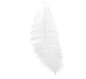 Losse Guirca Losse struisvogelveer, 30 cm, zonder band.