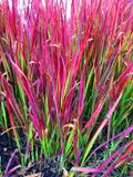 GRDplanten Groendecor Tuinarchitectuur 6x Japans Bloedgras - Imperata cylindrica 'Red Baron'
