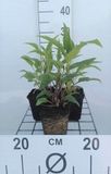 Groendecor Tuinarchitectuur 6x Echinacea purpurea 'Doubledecker' | pot 9 x 9 cm