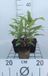 GRDplanten Groendecor Tuinarchitectuur 6x Zonnehoed - Echinacea purp. Doubledecker' | pot 9 x 9 cm