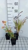 GRDplanten Groendecor Tuinarchitectuur 6x Montbretia - Crocosmia hybr. 'Jackanapes' | 9x9 cm pot