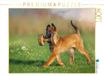 CALVENDO Puzzel EEN motief uit de kalender droomhond Malinois | 1000 stukjes legformaat 64 x 48 cm fotopuzzel voor gelukkige uren