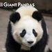 Giant Browntrout Publishers Giant Pandas 2027 16-Month Wall Calendar