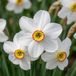 Green boutiQ - 120x Narcissus Recurvus - Witte fazantoog - Wit - Voorjaarsbloeier - Bolmaat 10/12