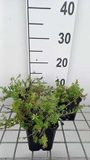 GRDplanten Phuopsis 6x Phuopsis stylosa (crucianella stylosa) | 9x9 cm pot