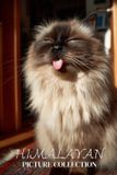 Himalayan Cat Photo Collection