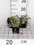 GRDplanten Groendecor Tuinarchitectuur 6x Pulmonaria - Pulmonaria hybr. 'Opal' | 9x9 cm pot