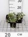 GRDplanten Groendecor Tuinarchitectuur 6x Pulmonaria - Pulmonaria hybr. 'Opal' | 9x9 cm pot