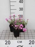 GRDplanten Steenkers 6x Aethionema arm. 'Warley Rose' | 9x9 cm pot