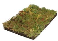 Covergreen Plantenmat Vasteplanten Vetkruid Sedum Prijs Per 1m2 Cm