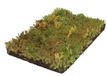 Covergreen Plantenmat Vasteplanten Vetkruid Sedum Prijs Per 1m2 Cm
