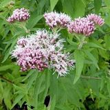 Arborix Eupatorium 6 x Eupatorium Cannabinum - Koninginnekruid pot 9x9cm