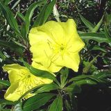Arborix Oenothera 6 x Oenothera Macrocarpa - Teunisbloem Pot 9x9 cm - Geelbloeiende Nachtbloeier