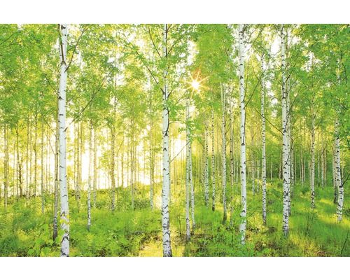 KOMAR Behang National Geographic Sunday fotobehang - 4036834085193