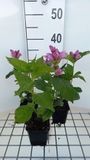GRDplanten Groendecor Tuinarchitectuur 6x Schildpadbloem - Chelone obliqua | 9x9 cm pot