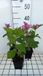 GRDplanten Groendecor Tuinarchitectuur 6x Schildpadbloem - Chelone obliqua | 9x9 cm pot