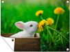 Poster de jardin Pissenlit Lapin 40x30 cm - Toile de jardin pour extérieur - Campagne