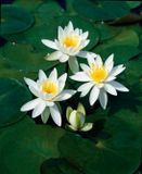 Moerings Bletilla striata Alba Waterlelie Wit