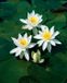 Moerings Bletilla striata Alba Waterlelie Wit