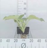 GRDplanten Groendecor Tuinarchitectuur 6x Hartlelie - Hosta hybr. 'Blue Angel' | 9x9 cm pot