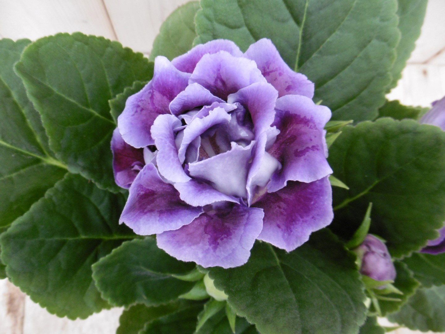 Warentuin natuurlijk Gloxinia paars kamerplant