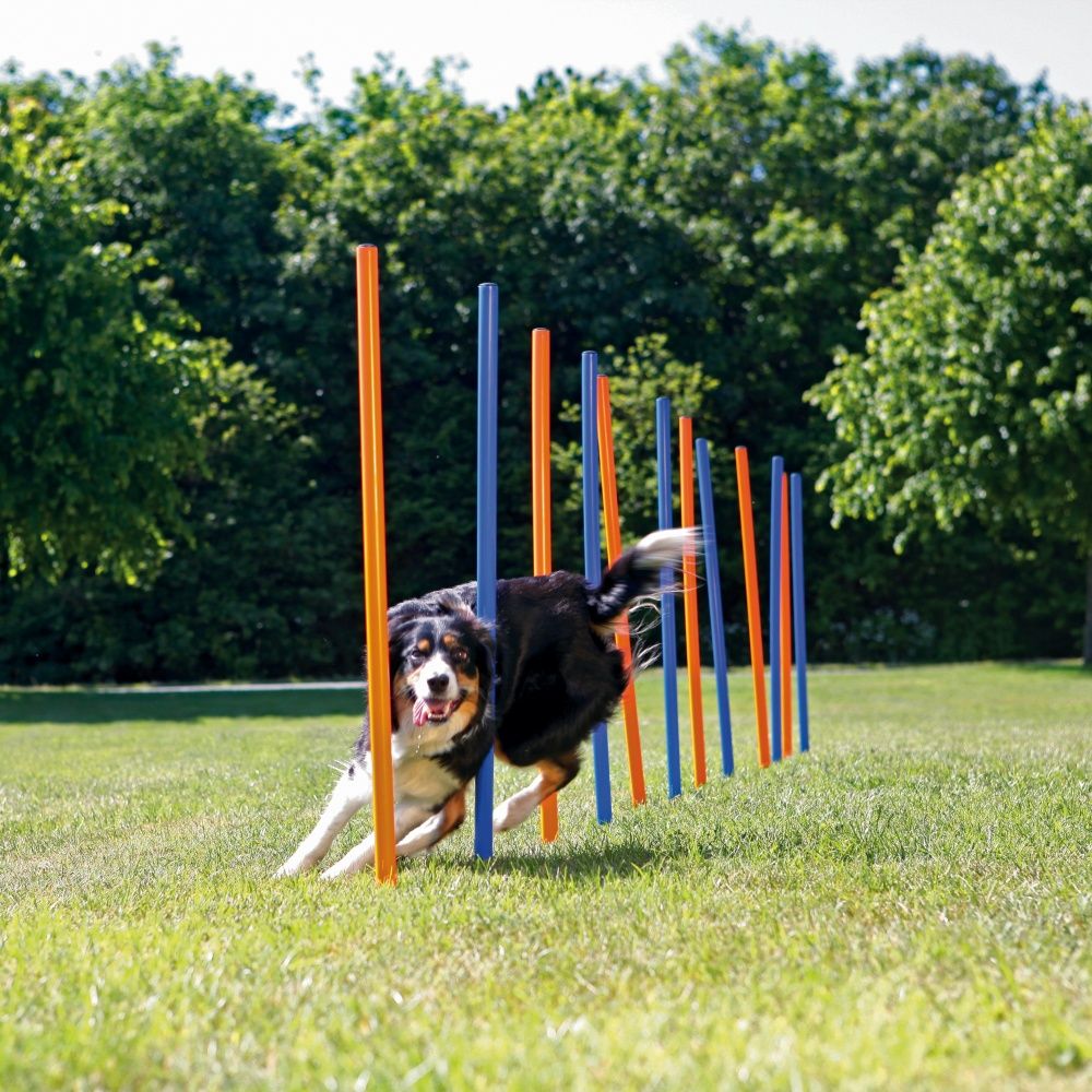 TRIXIE Dog Activity Agility Slalom - Blauw/Oranje - 115 x 3 cm - 12 St