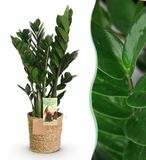 Green BoutiQ Zamioculcas ZZ-plant met mand - Groen - Pot 17cm - Hoogte 65-75cm