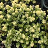 Arborix Bol 6 x Sedum Acre 'Elegans' - Muurpeper Pot 9x9 cm - Groengele Bodembedekker