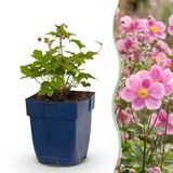 Green boutiQ - Herfst Anemoon - Anemone hup. Splendens - Donker Roze - 6 Planten