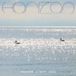 Horizon - Gold, Matt & Resavoir - Horizon (CD)
