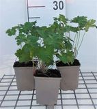 GRDplanten Groendecor Tuinarchitectuur 6x Ooievaarsbek - Geranium magnificum | 9x9 cm pot