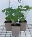 GRDplanten Groendecor Tuinarchitectuur 6x Ooievaarsbek - Geranium magnificum | 9x9 cm pot