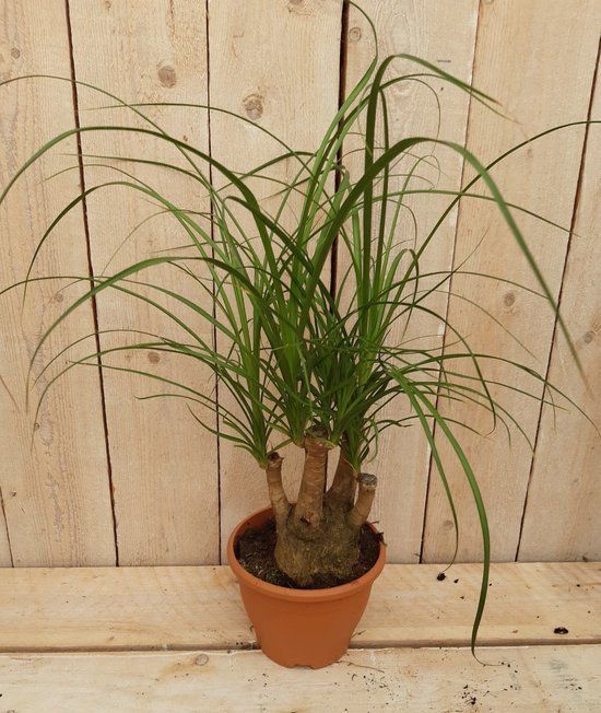 Warentuin Natuurlijk Decoratief Beeld - Kamerplant Beaucarnea Recuvata Gedeelde Stam - Kunststof - Groen