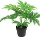 Countryfield Kunstplant Fatsia plant in bloempot - Groen - 15 x 32 cm