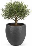 EDA Bloempot / plantenpot Graphit - rond - kunststof - antraciet - D50 x H45 cm - dubbelwandig - buiten