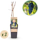 Pflanzenboutique Plantenboetiek.nl Vitis vinifera Boskoop Glory Druivenplant Winterhard Blauwe Druif 2 Planten Ø15cm 40-50cm hoog Tuinplant