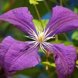 Hello Plants Clematis Jackmanii Bosrank - Klimplant - Ø 15 cm - Hoogte: 65 cm