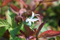Groendecor Tuinarchitectuur 6x Gillenia - Gillenia trifoliata | pot de 9x9 cm