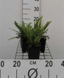 GRDplanten Groendecor Tuinarchitectuur 6x Dubbelloof Varen - Blechnum spicant | 9x9 cm pot